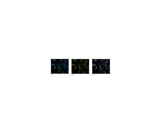 62-8383-77 Anti-Sirt1; 200 μL 07-131
