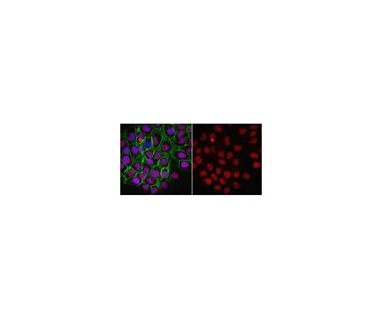 62-8463-72 Anti-Thymine-DNA Glycosylase Antibody ABE1440