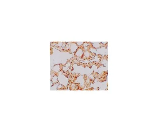 62-8458-82 Anti-ZIP-6 Antibody ABC834 ABC834