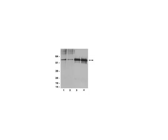 62-8368-84 Anti-phospho-Src family (Tyr416), clone 2N8; 100 μL 04-857