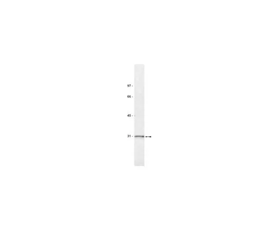 62-8372-07 Anti-14-3-3σ, clone CS112-2A8; 200 μg 05-632