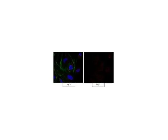 62-8450-48 Anti-Sox9 Antibody, Alexa Fluor(R) 555 conjugate AB5535-AF555
