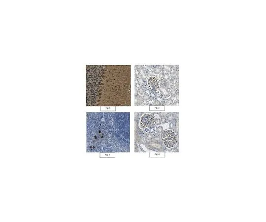 62-8445-92 Anti-VEGF-A Antibody AB1876-I