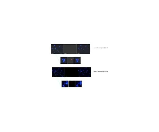 62-8448-91 Anti-Zscan4 Antibody, Cat. No. AB4340 AB4340