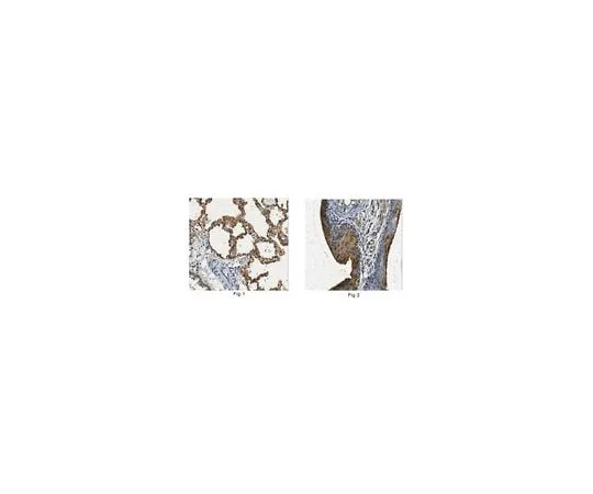 62-8455-87 Aquaporin 5 (AQP5); 100 andmu;G AB15858