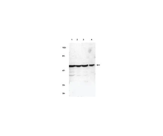 62-8457-80 Anti-Caspase-10 ABC343