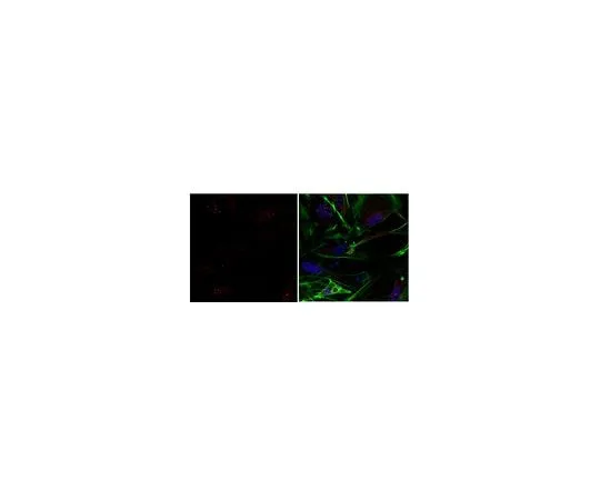 62-8459-76 Anti-ESRRB ABD101