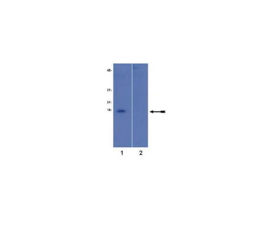 62-8367-95 Anti-trimethyl-Histone H4 (Lys20), rabbit monoclonal; 100 μL 04-079