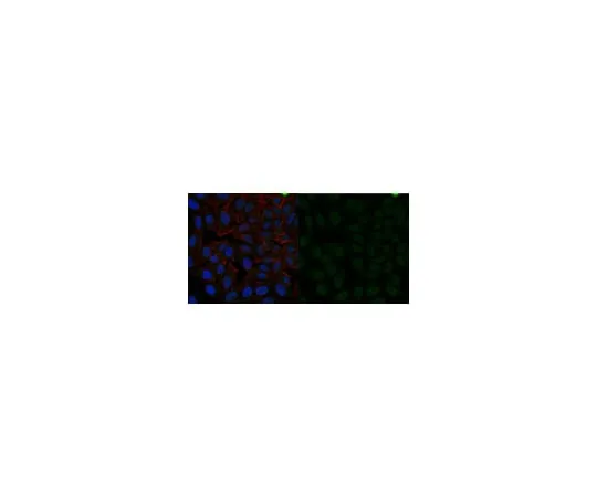 62-8373-08 Anti-phospho-Histone H3 (Ser10) Antibody, clone 3H10, Alexa Fluor(R) 488 05-806-AF488