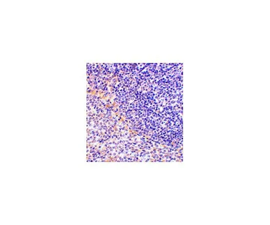 62-8457-83 Anti-FAF1 ABC346