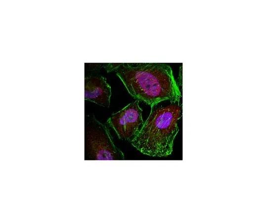 62-8458-52 Anti-Caspase 3 Antibody ABC495