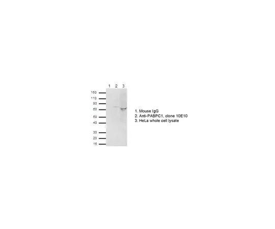 62-8367-36 RIPAb+(TM) PABPC1; 10 assays 03-101