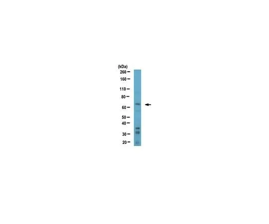 62-8459-82 ABD125 | Anti-TFE3 Antibody ABD125