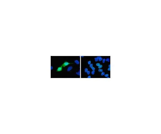 62-8392-64 Anti-His Tag, clone 4D11, Alexa Fluor(R) 488 conjugate; 100 μg 16-254