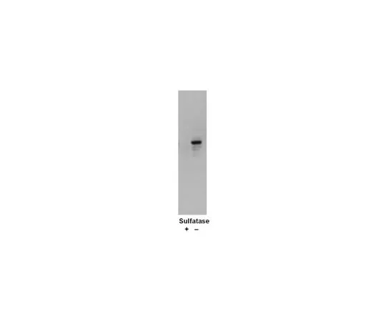 62-8374-20 Anti-Sulfotyrosine, Clone Sulfo-1C-A2, 100 μL 05-1100