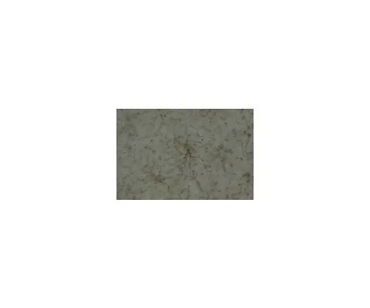 62-8449-67 Anti-NG2 Chondroitin Sulfate Proteoglycan; 100 μg AB5320