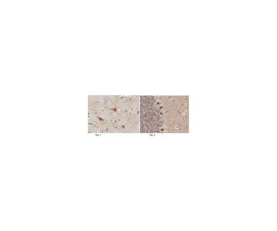 62-8461-75 Anti-c-Fos ABE457