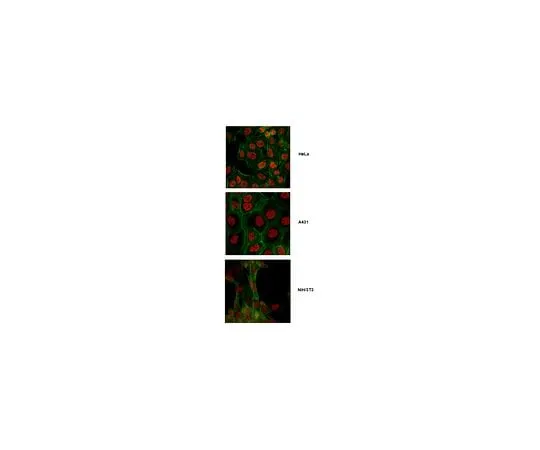 62-8462-95 Anti-SMARCA5 Antibody ABE1026