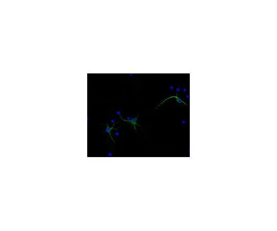 62-8446-78 Anti-MAP2, Alexa Fluor(R) 488 Conjugate Antibody AB2290A4 AB2290A4