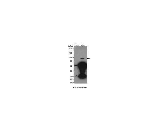 62-8375-41 Anti-Axin-1, clone A5; 100 μg 05-1579