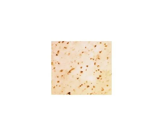 62-8449-73 Anti-Synuclein, alpha; 50 μg AB5334P