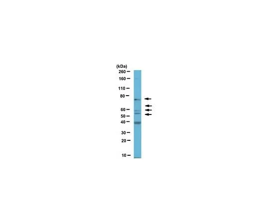 62-8466-90 Anti-Spastin ABN368