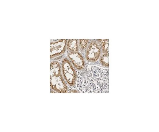 62-8458-32 Anti-Osteoprotegerin/TNFRSF11B ABC463