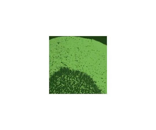 62-8451-89 Anti-Vesicular Glutamate Transporter 1; 50 μL AB5905