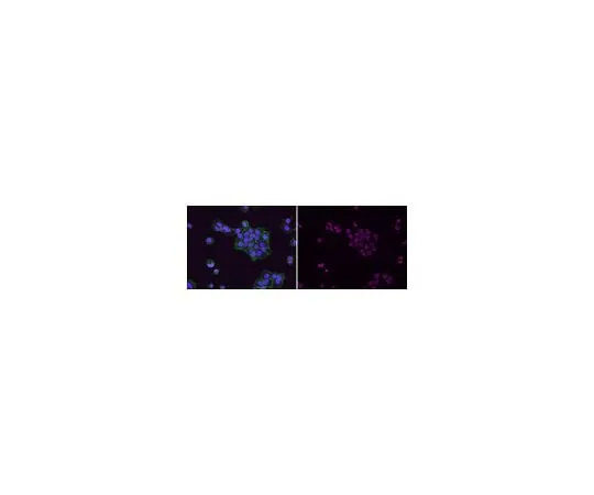 62-8382-43 Anti-acetyl-Histone H3 (Lys9) Antibody, Alexa Fluor(R) 647 Conjugate 06-942-AF647