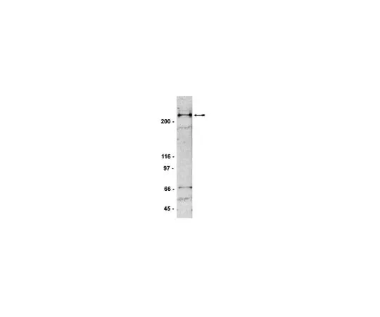 62-8372-62 Anti-53BP1, clone BP13; 200 μg 05-726