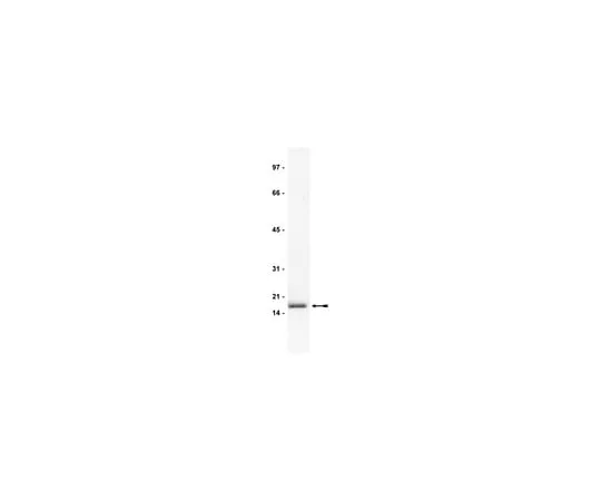 62-8370-41 Anti-FGF-2/basic FGF, clone bFM-2; 500 μg 05-118