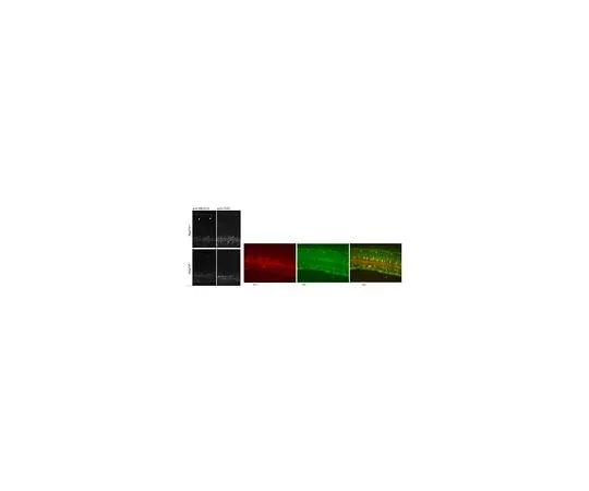 62-8456-30 Anti-Megf10 ABC10