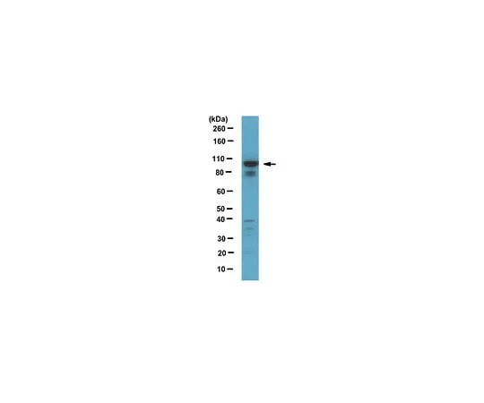 62-8458-63 Anti-Rab11-FIP1/RCP Antibody ABC513 ABC513