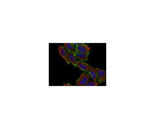 62-8368-65 Anti-NFAT1, clone 8G4.2; 100 μg 04-804