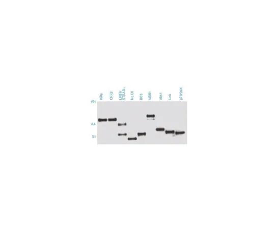 62-8373-96 Anti-Phosphoserine, clone 4A4; 50 μg 05-1000X