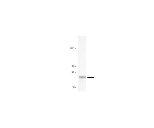 62-8381-74 Anti-STAT3; 200 μg 06-596