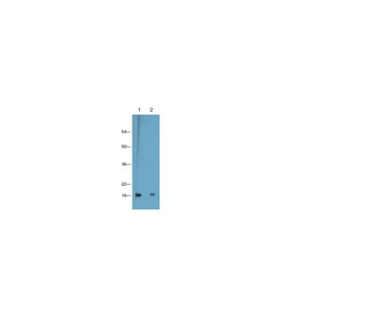 62-8374-55 Anti-Trimethyl Histone H3(Lys9), clone CMA308; 100 μg 05-1250