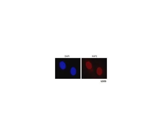 62-8463-96 Anti-KAP-1/TRIM28 Antibody ABE1859