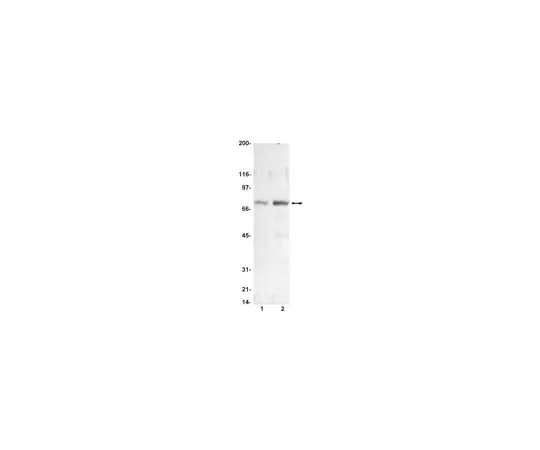 62-8371-67 Anti-phospho-Raf-1 (Ser338); 200 μg 05-538