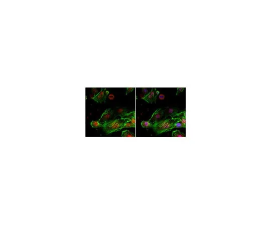 62-8369-40 Anti-TLS, clone 1FU-1D2; 100 μL 04-1552