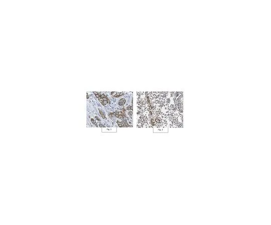 62-8458-51 Anti-BCL2A1/BFL-1 Antibody ABC490