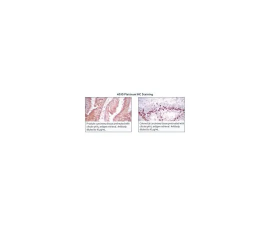 62-8374-04 4G10R Platinum, Anti-Phosphotyrosine (mo*** monoclonal cocktail IgG2b); 100 μL 05-1050