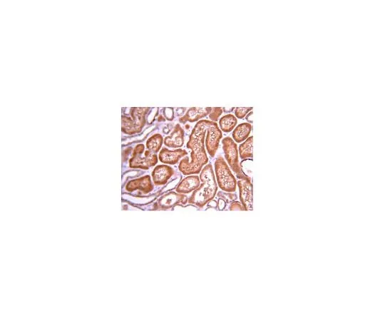 62-8389-80 Anti-PI3 Kinase, p110β;100 μL 09-482