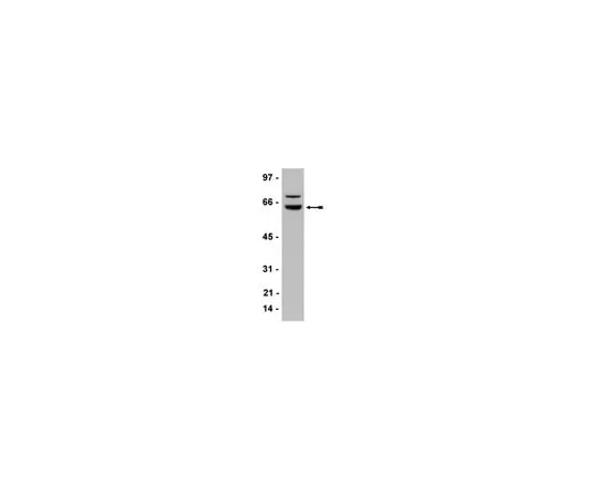 62-8372-74 Anti-WT1, clone 6F-H2; 200 μg 05-753