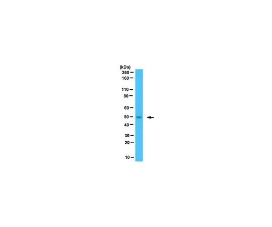 62-8459-98 Anti-Gdown1; 100 μg ABE23