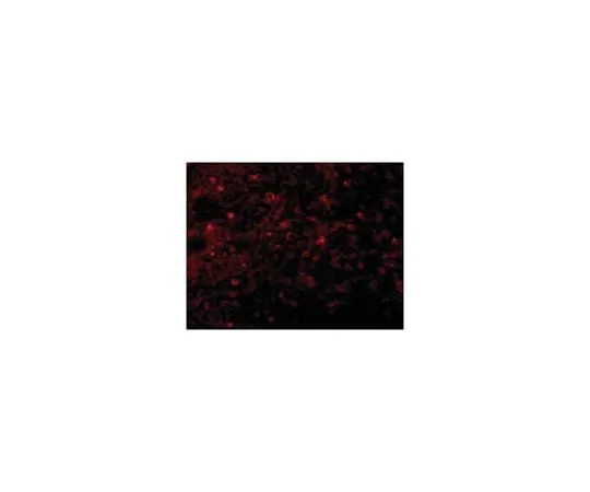 62-8458-87 Anti-BCMA ABC840
