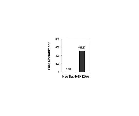 62-8368-05 Anti-acetyl-Histone H4 (Lys12) Antibody, Trial Size 04-119-S 04-119-S