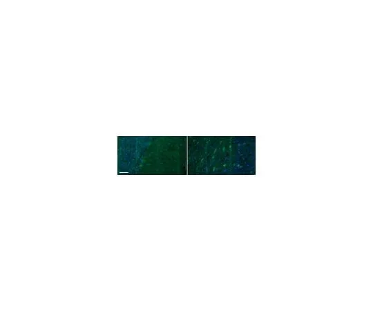 62-8450-98 Anti-Metabotropic Glutamate Receptor 5 Antibody, Alexa Fluor(R) 488 AB5675-AF488