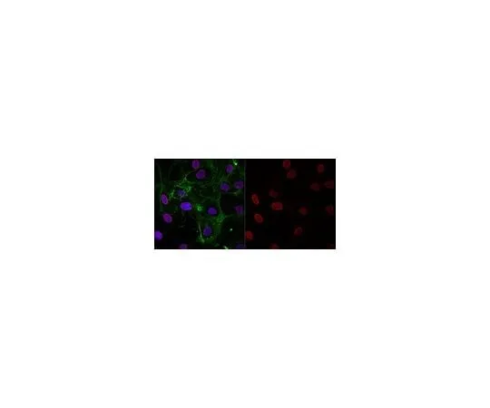 62-8382-42 Anti-acetyl-Histone H3 (Lys9) Antibody, Alexa Fluor(R) 555 Conjugate 06-942-AF555