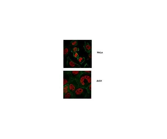 62-8463-33 Anti-FUSE-binding protein 1 ABE1330